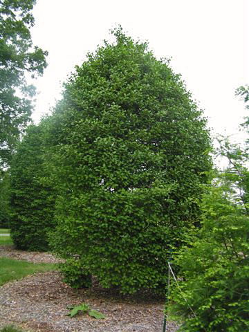 American Holly