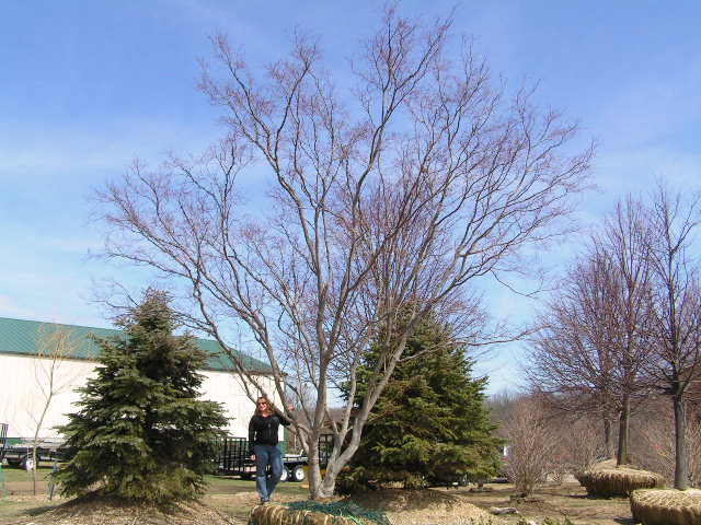 japanese maple bloodgood. Bloodgood Japanese Maple