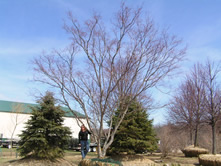 Bloodgood Japanese Maple