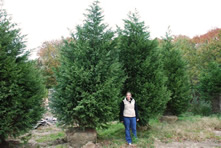 Leyland Cypress