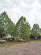 Lindens