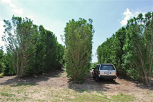 Privet (Large)
