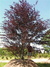 Rivers Beech