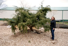 Weeping Hemlock